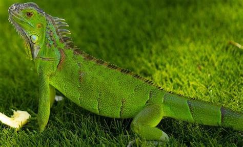 6 Vegetarian Lizards That Make For Great Pets