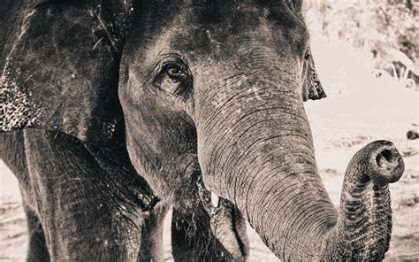 Download Wallpapers Big Elephant 4k Monochrome Portrait Black And