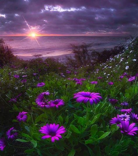 Sunset With Flowers Beautiful Nature