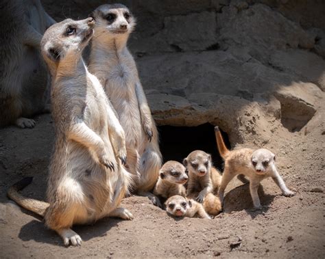 Baby Meerkats Debut At La Zoo Nbc Los Angeles