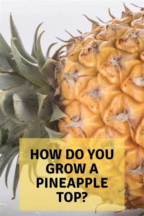 How Do You Grow A Pineapple From Its Top Garden Super Power