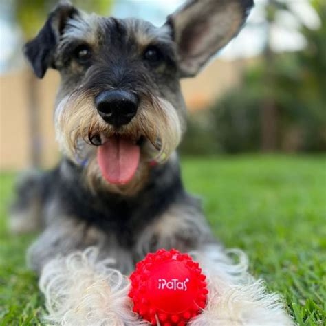 Curiosidades Sobre A Ra A Schnauzer Blog Ipatas Com Br