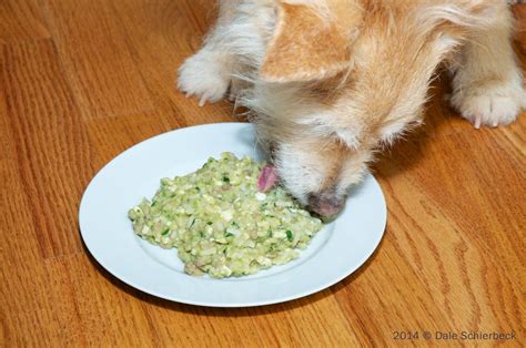 Hill's kidney care canned food serves as an excellent wet food option for dogs with kidney disease. Pin on dog food for kidney disease