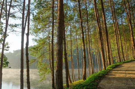 Pine Forests And Lakes In The Morning At Pang Ungthailand Stock Image