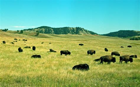 Bison Herds At Wind Cave National Park South Dakota Wind Cave