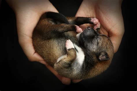 How To Take Care Of Newborn Puppies