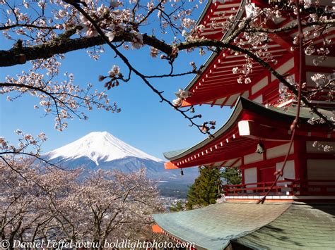 2019 Cherry Blossom Photo Tour Mt Fuji Japan Photo Guide