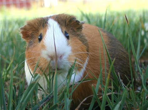 Guinea Pig My Guinea Pig Peru Blackmoth Flickr