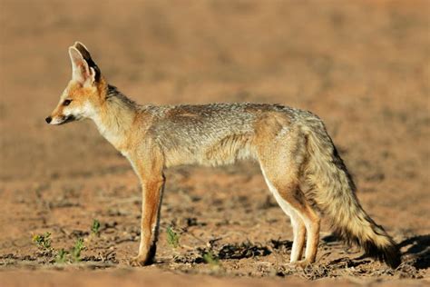 Cape Fox Kalahari South Africa Stock Image Image Of Natural Africa