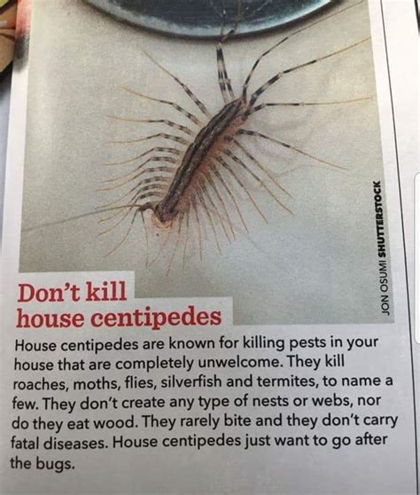 The Good Nope Centipede Insect Bites And Stings Bites And Stings