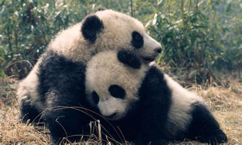 ♥ Giant Panda Love ♥ Panda Bear Panda Species Bear