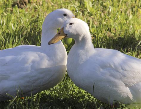 Two White Ducks Rwildlifephotography