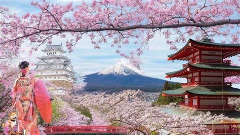 Du Lịch Nhật Bản Mùa Hoa Anh đào Rực Rỡ Cung đường Vàng Du Lịch Quốc Tế Kim Liên