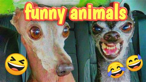 The Funniest Animals In 2020 Cant Stop Laughing 😂 😂 Youtube