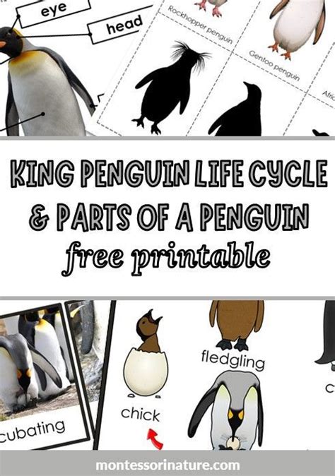 Penguin Life Cycle And Parts Of A Penguin Free Printable King Penguin