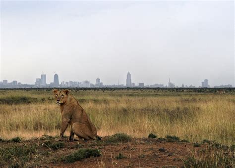 The Lions Of Nairobi National Park Are Escaping To The Suburbs The