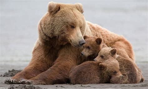 Grizzly Bear Shields Her Triplet Cubs From The Wind And