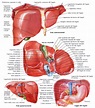 Anatomia del fegato, segmenti