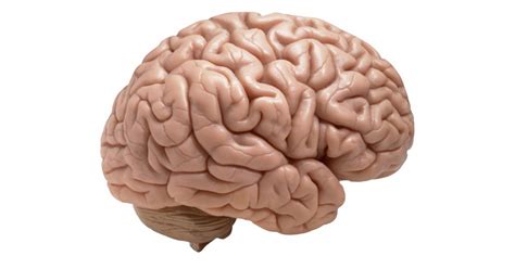 Diencefalo Y Hemisferios Cerebrales Mind Map