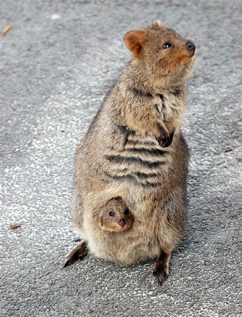Quokkas Are The Happiest Animals In The World Bored Panda