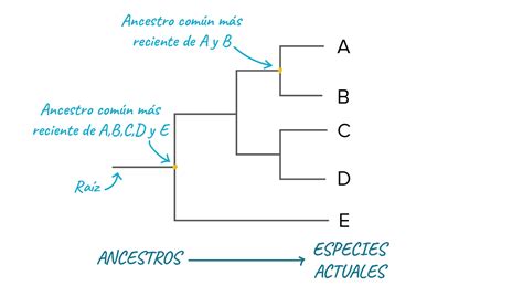 Details 48 Tipos De árboles Filogenéticos Abzlocalmx