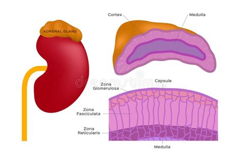 Partes Glandula Suprarrenal