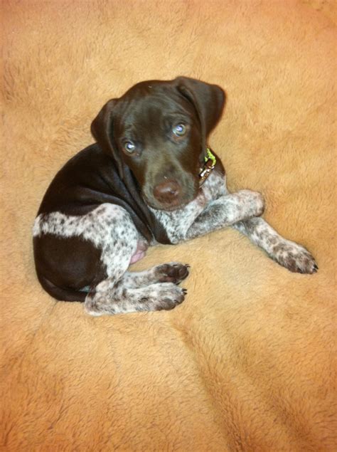 German shorthaired pointer hunting dogs are excellent for any type of hunter, and go after both birds and mammals, including deer. GSP Puppies | German Shorthaired Pointer Club of Ohio