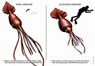 Colossal squid - Alchetron, The Free Social Encyclopedia