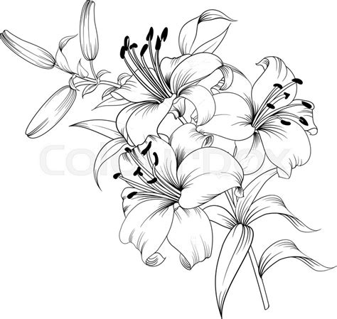 Contour Of Blooming Lily Isolated Over Stock Vector Colourbox