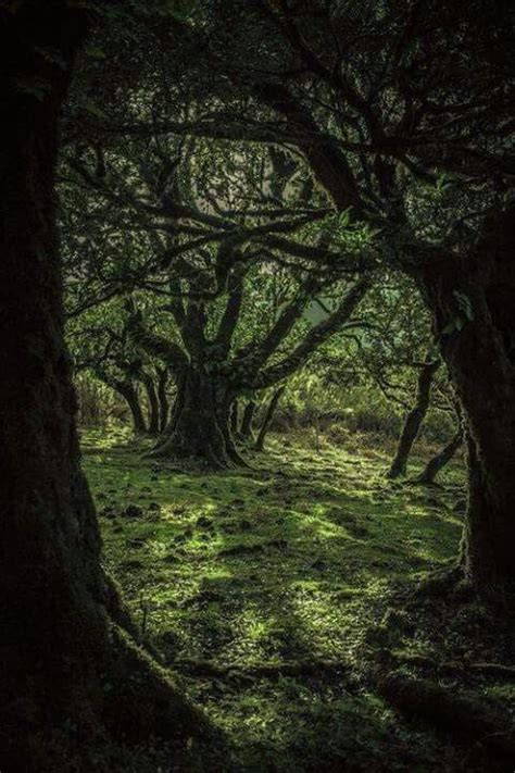 Ancient Celts Mystical Forest Magic Forest Landscape