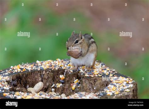 Eastern Chipmunk Tamias Striatus In The Forest At The Feeder Stock