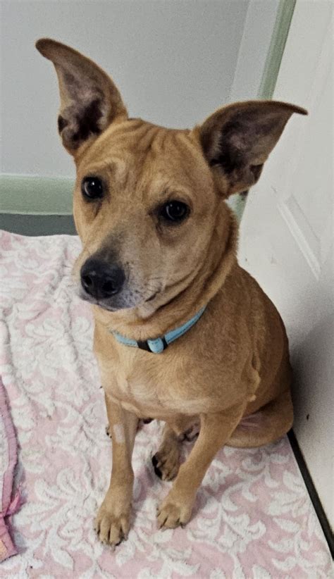 Dog for Adoption - Nessa, a Carolina Dog in Gainesville, FL | Alpha Paw
