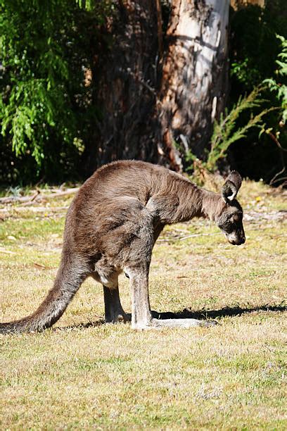 90 Kangaroo Tongue Stock Photos Pictures And Royalty Free Images Istock