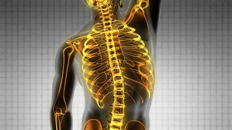 Skeleton bone back human body human anchor chart health science diagram. backbone. backache. science anatomy scan of human spine ...