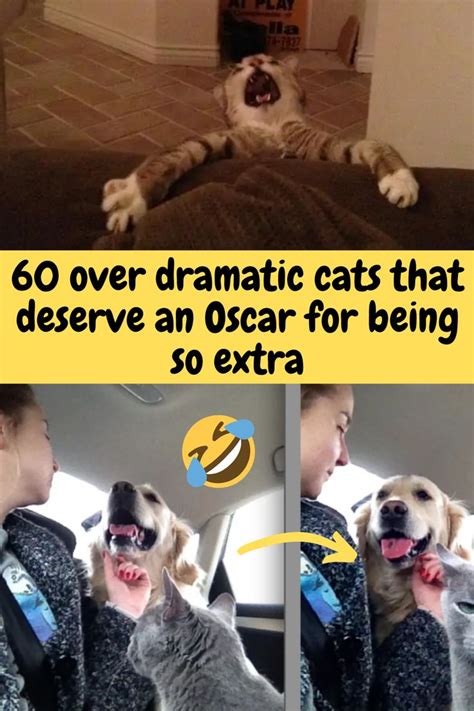 60 Over Dramatic Cats That Deserve An Oscar For Being So Extra Cute