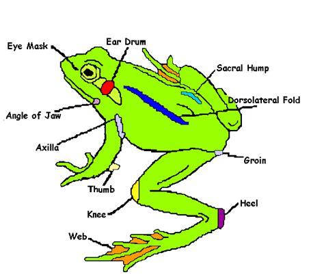 Frog Dissection External Anatomy