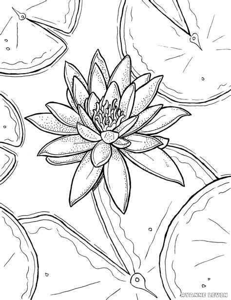 Click on one of the images below to go to the category or to open a new browser window with the coloring page. FREE Printable Water Lily Coloring Page Download - Ryanne ...