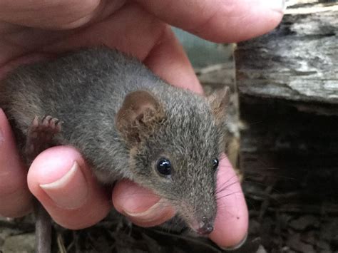 Tiny Tasmanian Marsupial Mouse Nursed Back To Health The Mercury