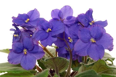 Violets Are The Birth Flower Of February They Symbolize The Renewal Of