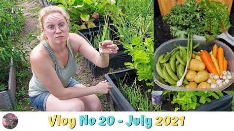 Allotment Vlog July Plot Tour And Another Harvest Youtube