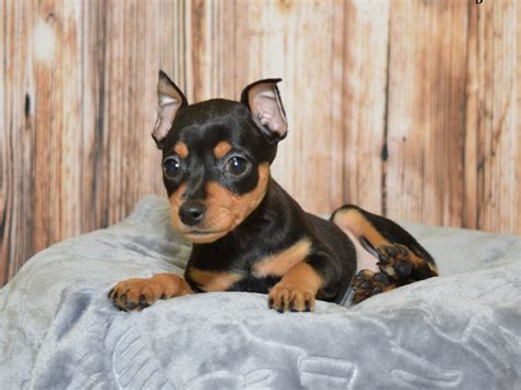 Miniature Pinscher Dog Female Black And Rust 2621385 Petland Fort Myers