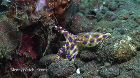 Blue Ringed Octopus Catches Crab From Youtube