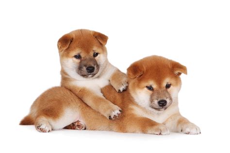 ɕiba inɯ) is a breed of hunting dog from japan. How to Manage Shiba Inu Puppies Hair - Petland Sarasota