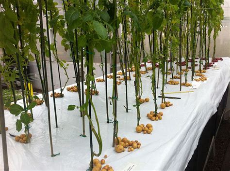 Growing Potatoes In Thin Air With Aeroponics Off Grid World