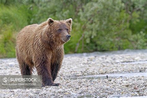 Alaska Katmai National Park And Preserve Grizzly Bear Ursus
