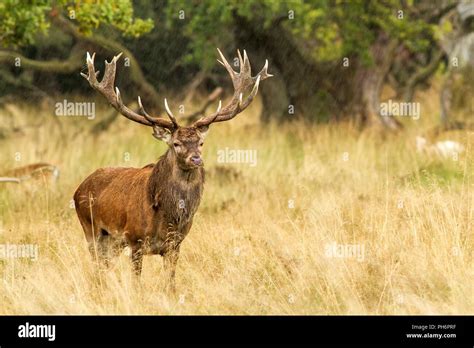 Majestic Powerful Adult Red Deer Stag Outside Autumn Forest In
