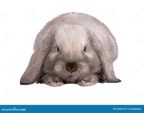 Rabbit Isolated On A White Stock Image Image Of Furry 41562775