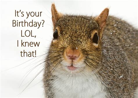 Birthday Humorous Squirrel Closeup Card Belated Birthday Wishes