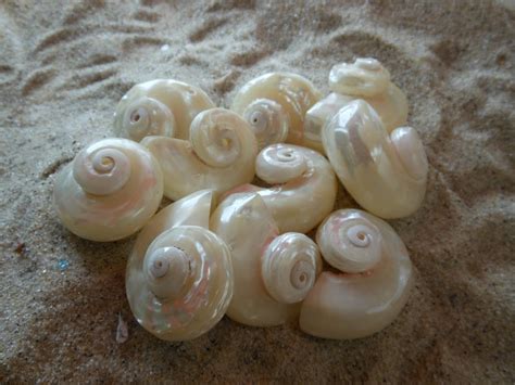 Delphinula Lacinata Pearl Seashells 6 Pcs Turbo Shells Pearlized Shells