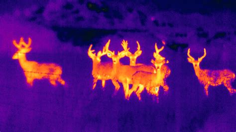 Night Vision Aides Thermal Imaging Devices And Deer Deer Alliance Blog
